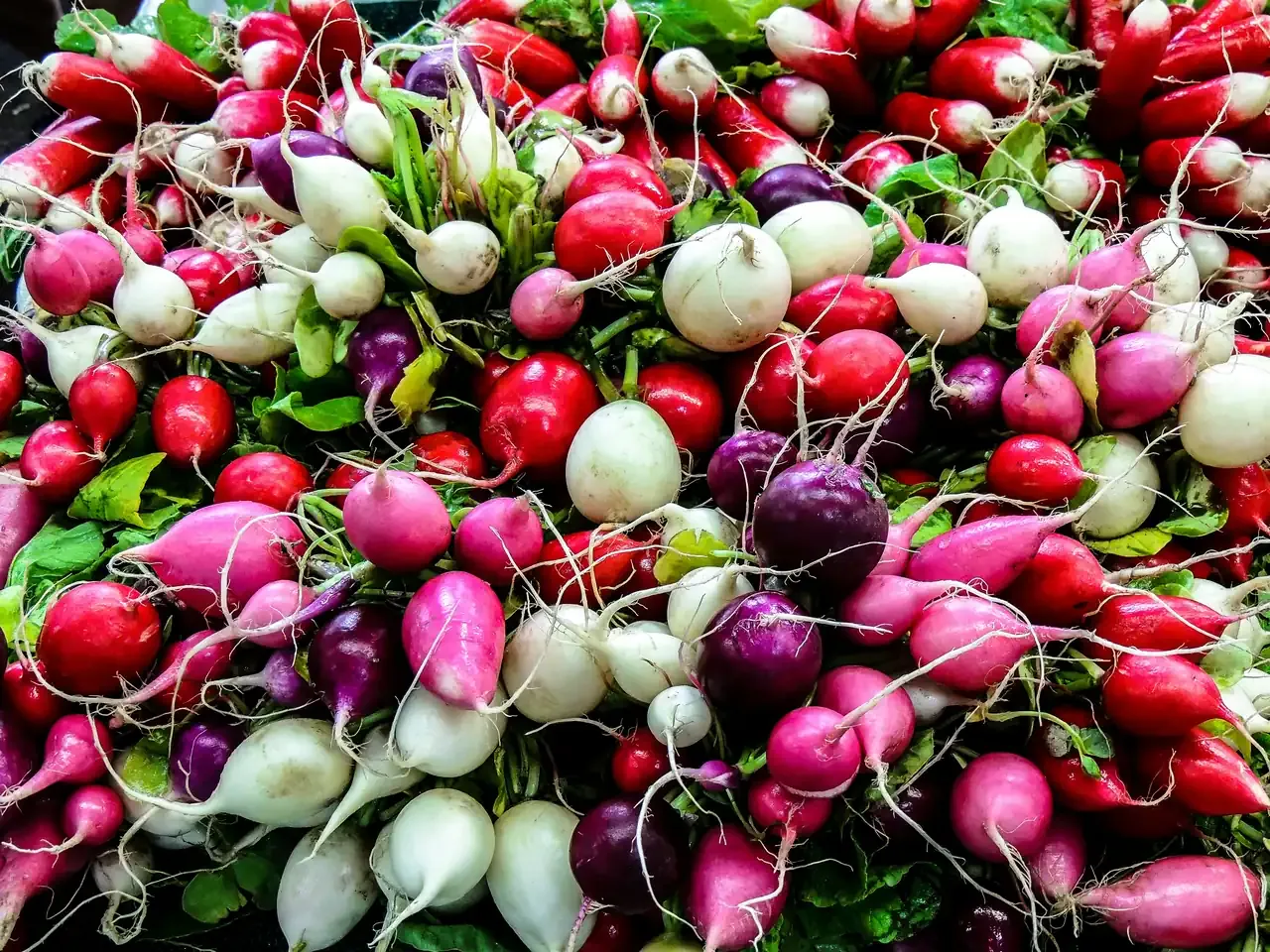 色とりどりの新鮮な根菜